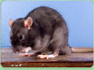 rat control Brentford